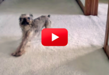 Lol! You Will Be Laughing Throughout This Entire Video!