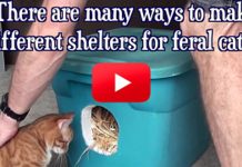 Make A Shelter For Feral Cats, Keep Them Warm This Winter