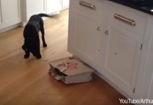 This Puppy Wasn’t Expecting To Find Much More Than Some Groceries