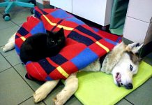 What A Story! A Cat Recovers From His Own Brush With Death Then Nurses Other Sick Animals…WOW!!!