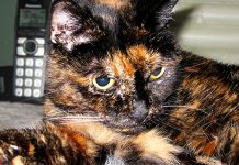 A Fond Farewell To The Oldest Living Cat Tiffany Two