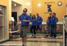 She Couldn’t Dance, So This Shelter’s Staff Made Their Own Moves For Her On Adoption Day!