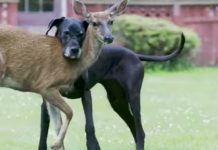 Watching A Deer Friend Welcomed To The Farm By A Loving Great Dane Will Melt Your Heart!
