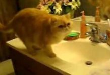 Kitty Is Ready To Go To Sleep