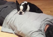 Rescue Puppy’s First Snuggle With Her Human Is All She Needs To Know She’s Loved