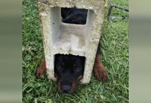 When Curious Puppy Gets Head Stuck In Cinder Block, Firefighters Rush To Save The Day.