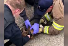 Baby Deer Swept Into Storm Drain Is Saved By Heroic First Responders.