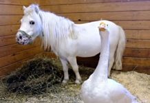 Inseparable Mini Horse And Goose Escape Abuse And Find Forever Home.