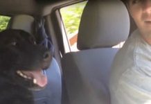 I Had No Idea Dogs Could Get THIS Excited! This Pup Is Something Else!