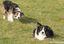Synchronized Sneaking Ends In A Burst Of Border Collie Action