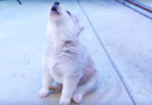 This Husky Puppy Is Only 5 Weeks Old But He Can Howl Like The Big Dogs!