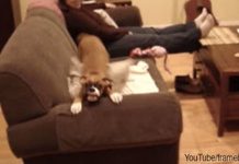 Bella The Boxer Contracts A Terminal Case Of The Wiggles!
