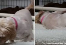 She Had Never Seen A Bed Before Being Rescued, And Then She Goes Crazy