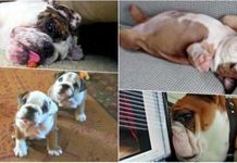 The Hilarious Bulldogs In This Video Compilation Will Make Your Day