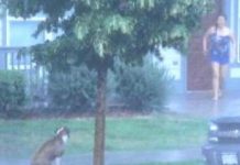 Thank God For This Lady! Watch Her Rescue A Dog Tied To A Tree During A Storm