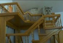 A Minnesota Man Did The Most Amazing Thing For His Cats! You Have To See This!