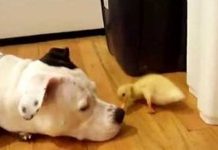 This Tiny Duckling Made A Pit Bull Friend! Watch What Happens Next!