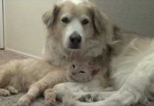 Watch How This Adorable Foster Kitty Takes To Furry Friend Murkin