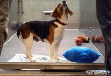 This Sad Pup Waits And Waits While All The Other Shelter Dogs Are Adopted Around Her