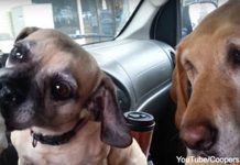 These Cool Canines are Absolutely Hilarious When They Share An Icy Treat