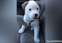 A Cute Case Of The Hiccups Have This Adorable Animal In A Huff