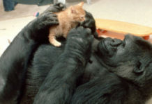 Koko The Gorilla Fosters Trio Of Kittens While Raising Awareness For Shelter Animals