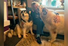 2 Giant Dogs Smell Familiar Scent When They Get Home, Go On Mission To Find Grandma