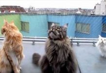 Listen To These Maine Coon Cats Chirp Back At The Birds!