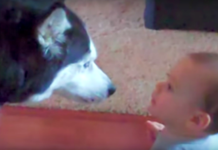 This Husky Wants To Be Just Like His Baby Friend!