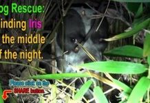 She Gave Birth By A Busy Road, Then Tried To Hide As Best She Could
