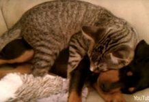 A Sick Puppy Needs Some Love, So His Little Kitty Caretaker Helps Out!