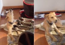 Hear This Dog Sing Along To Saxophone With Perfect Pitch, Killer Vibrato