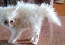 Adopted Kitten Tries To Look ‘Intimidating’ When She Meets Her New Dog Siblings