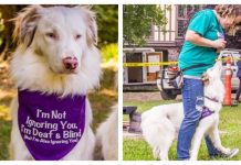 Devoted Dog Mom Teaches Her Blind And Deaf Dog Tricks Using Touch Cues