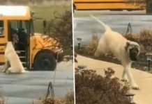 Dog Waits For ‘His Kids’ To Get On The Bus Safely Everyday Before Leaving