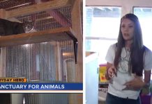 Teen Transforms Her Family’s Basement Into A No-Kill Animal Sanctuary