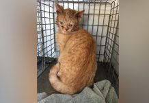 Rescuers Save A Cat, ‘Jiffy,’ Stuck With His Head Inside Peanut Butter Jar