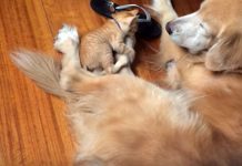 Koda And Keelo Grow Up Together Before Your Very Eyes!