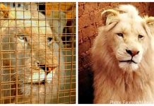 White Lion To Be Auctioned Off To Trophy Hunters