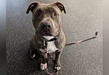 Woman Saves Pit Bull From Zip-Tied Crate In Park Porta-Potty