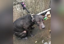 Brooklyn Cop Rescues Young Pit Bull Left To Die Alone In City Park. Twice.
