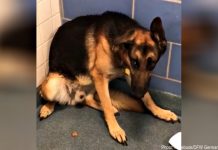 Family Dumps Loyal Dog At Shelter Because They Are Having A Baby