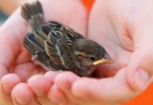 Found A Baby Bird Here’s What To Do!