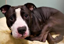 Dog Brought To Shelter Because Family Is Expecting Baby