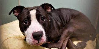 Dog Brought To Shelter Because Family Is Expecting Baby