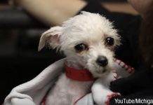 The ‘Tiniest Puppy’ Found Curled Up Next To A Dumpster Wasn’t A Puppy At All