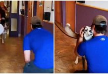 Lost For 3-years, Dog Howls With Joy When He Sees His Human Dad Standing In Front Of Him