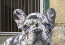 10+ Irresistible French Bulldog Images That Will Make You Melt