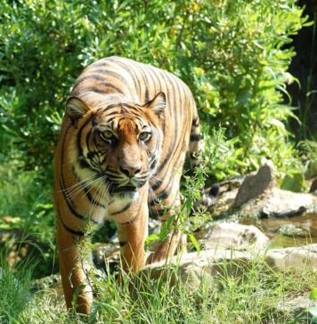 Hip Dysplasia and Dogs