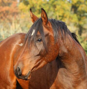 Ending the Bear Bile Industry